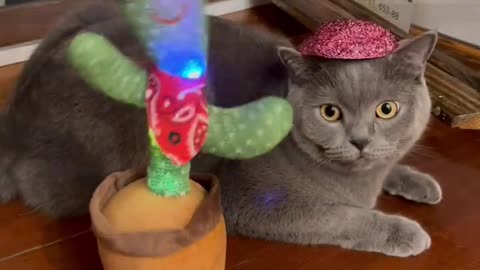 did you see it? Dancing cactus and Syl_Vester in shock.Short #shots #funnyvideo