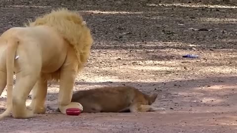 Epic Troll Prank: Dog vs. Fake Lion and Fake Tiger!