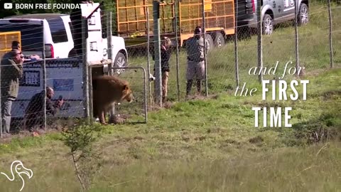 Circus Lions Finally Get The Freedom They've Been Waiting For