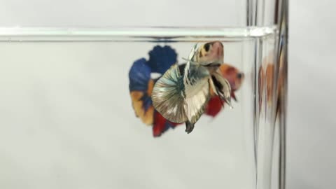 BETTA FISH MALE COPPER MARBLE HMPK2818 TOP QUALITY BETTA LOCATED IN CALIFORNIA