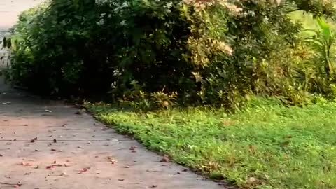 Levitating Leaf in Flight