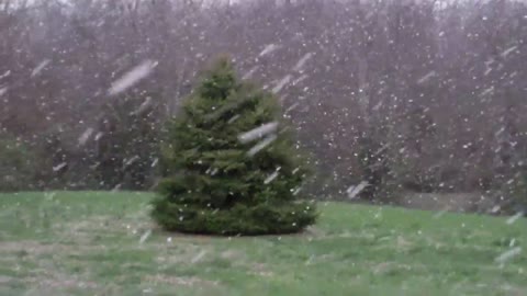 Giant snowflakes fall in the front yard on 27-Mar-11