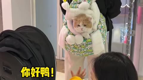 [Yi Yi Ting🐱] Cat, I am not a toy meow‼ ️