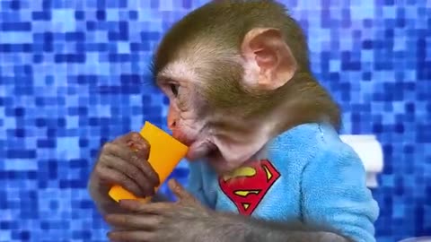 Baby monkey playing
