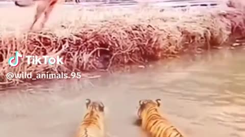 Dog jump over leopard