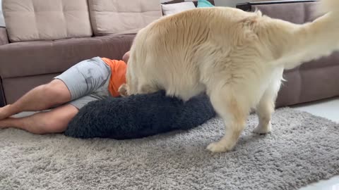 Golden Retriever Reacts to Me and the Cat Occupying his Bed