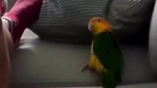 can't laugh, little bird dancing