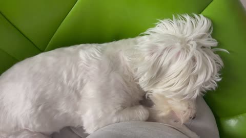 Havanese dog dreaming barking in sleep.