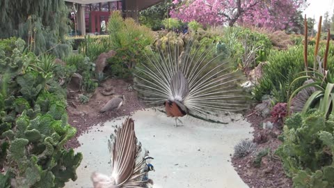 Peacock Mating