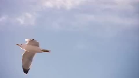 Beautiful Seagull flying at sky [Free Stock Video Footage Clips]