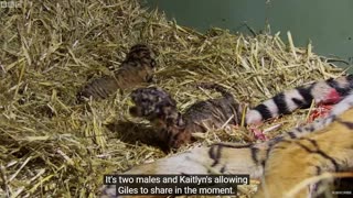 Endangered Tiger gives birth to rare twin Cubs
