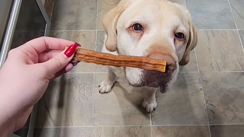 Labrador Retriever Knows What Treats He Likes