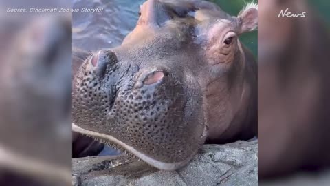 Baby Hippo Fritz Tries Lettuce for First Time at Cincinnati Zoo