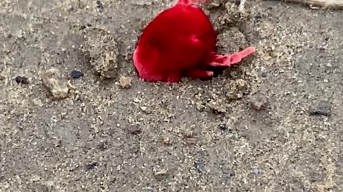 Giant Red Velvet Mite Trying to Climb into Hole