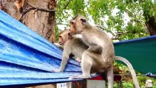 Scary Baby Monkey Always Stays With Mother For Warming