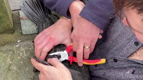 Zoologist Rescues Hooked Cormorant