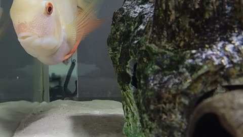 Brazil Gold Severum vs Rainbow shark.