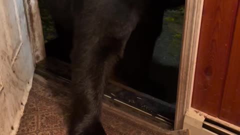 New Jersey Bear Closes the Front Door