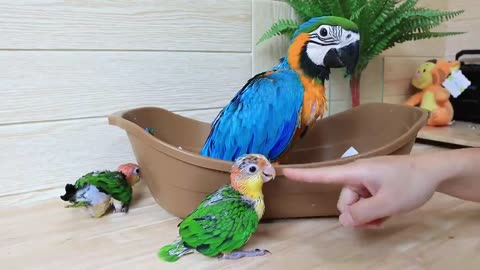 how a baby macaw parrots grows.