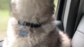 Funny dog