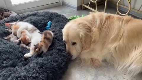 Mom Cat and Tiny Kittens Love their Best Friend Golden Retriever