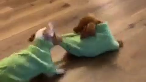 pair of dachshunds playing in a green sweater