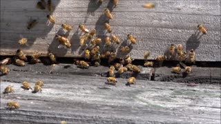 Working honey bees.