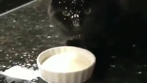 funny cat drinking milk😂