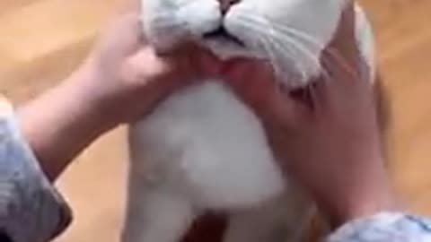 most satisfying funny cat video must watch