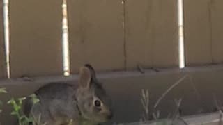 Baby Bunny Eating A Strawberry