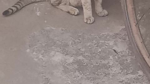 CAT TRYING TO HIDE ITSELF BESIDE THE BICYCLE 🤣🐈