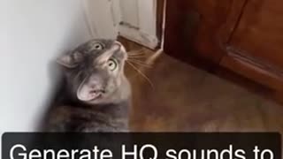 Sounds that attract cats - Meow