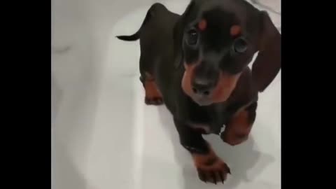 Dachshund Short Black Puppy