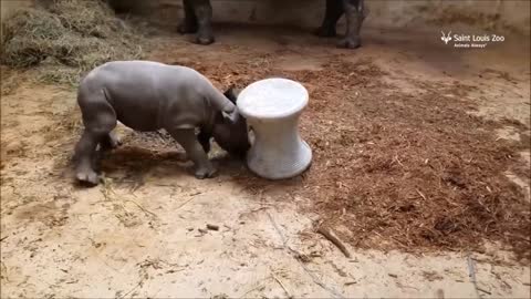 Baby Rhino Practicing Charging and Playing Compilation