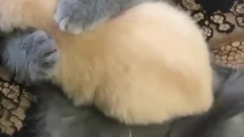 How mother cat love her baby