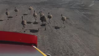 Herding Emus