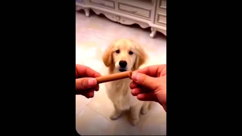 Baby cute cat and dogs funny video #justcool