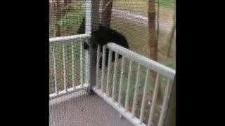 Nothing to see here - just a bear cub exploring this front porch!