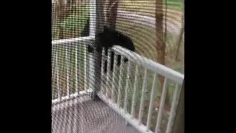 Nothing to see here - just a bear cub exploring this front porch!