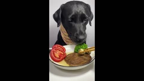 My labrador is Happy Enjoying Some Amazing Crunchy Food