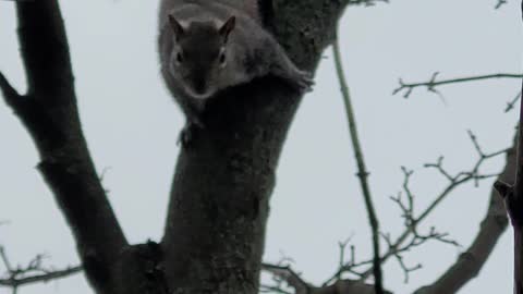 Levi Trees a Squirrel