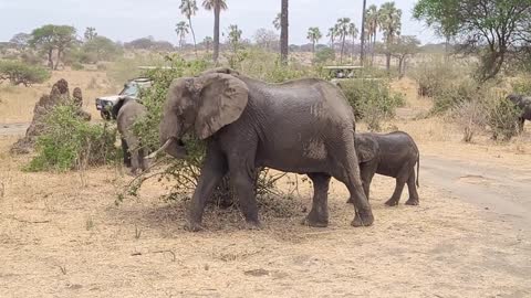 Elephants eating, Tarangire National Park, October