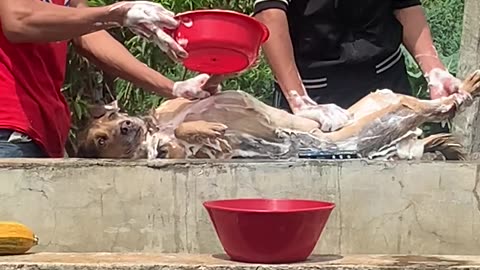 Pampered Pooch Enjoys a Luxurious Bath