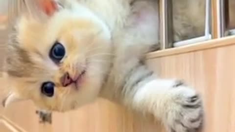 Amazing cat 🐈 trending video