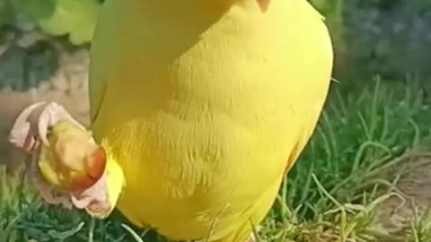 Cute Yellow Parrot