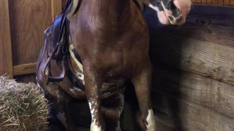 Horse Sits Down to Enjoy a Post Ride Snack