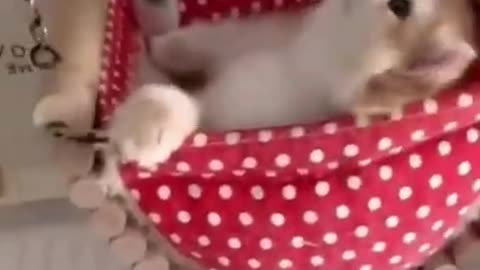Cute and Funny Cats