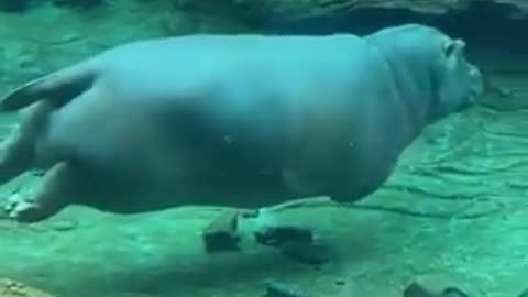 Hippos on swim