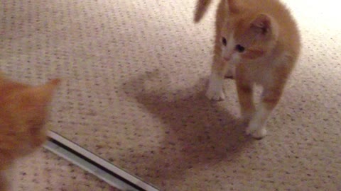 Kitten sees himself in mirror for first time