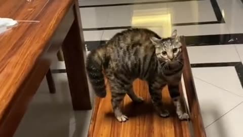 Cute Cat Funny Video 🤣🤣 Funny Moment Cute Cat